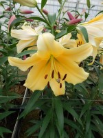 [5644 VH74 No02.JPG]